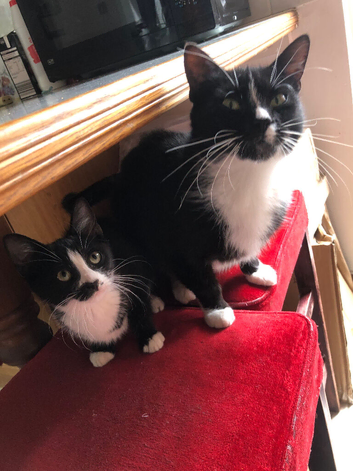 Kittens