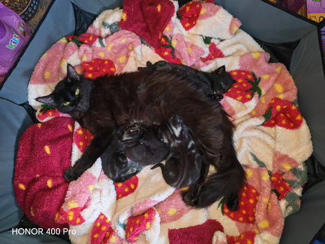 Maine Coon ragdoll cross