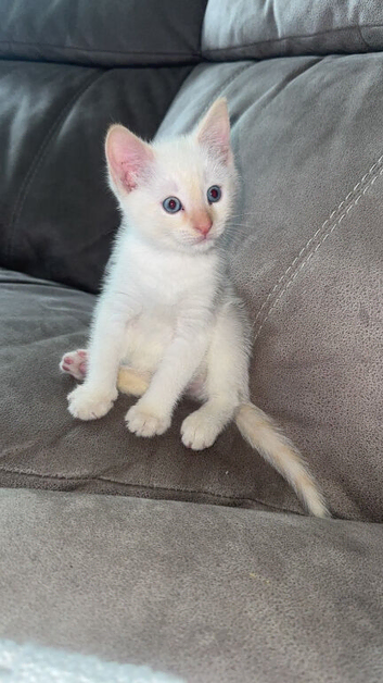 Siamese flame point