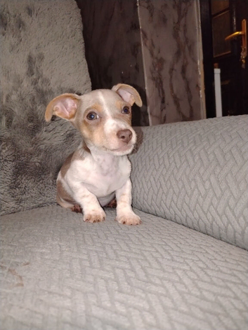 Jack Russell puppies
