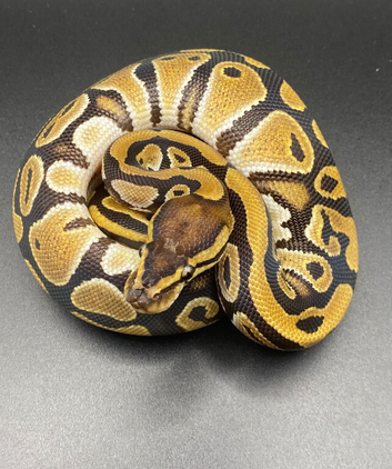 Het clown het pied ball python hatching (1)