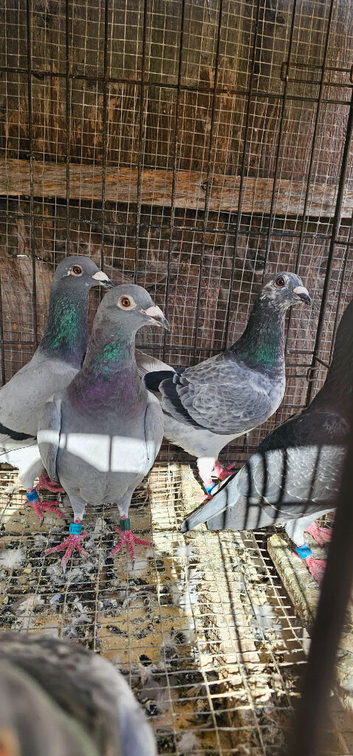 Racing pigeons for sale