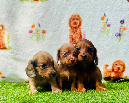 Long haired miniature dachshund