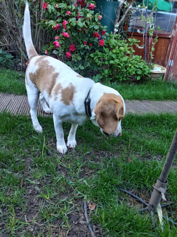 Barney Lemon Beagle