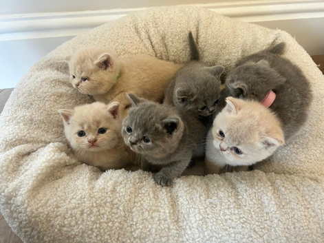 Beautiful British shorthair kittens