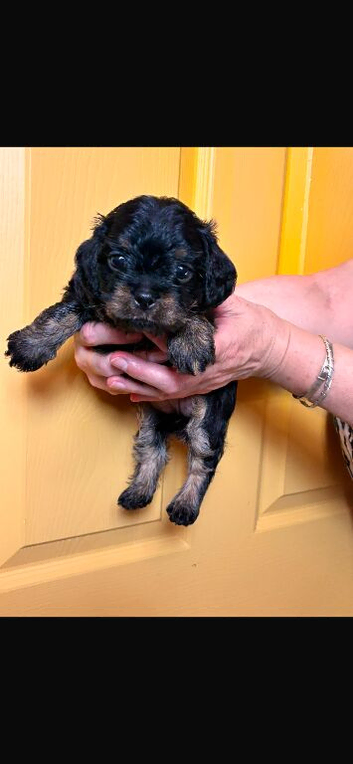 Toy Cavapoo