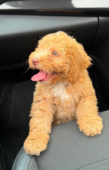 F2 Cockapoo for sale !!!