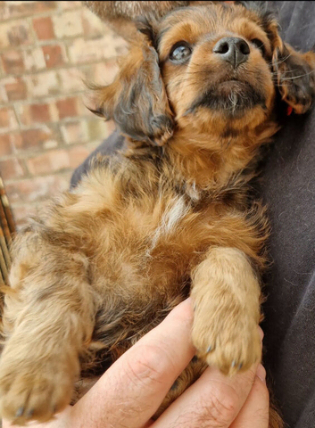 LAST Cavapoochon pup.