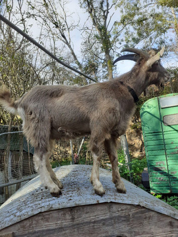 Billy Goat Toggenburg Intact Entire