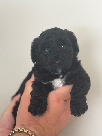 F1B Cockapoo puppies