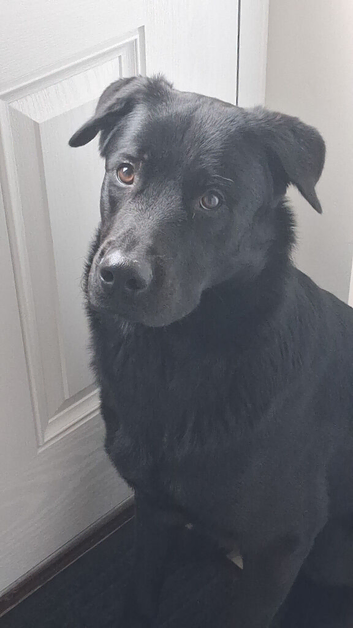 German shepherd/Rottweiler