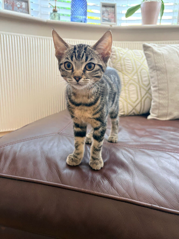 1x beautiful 14 week old kitten ready for her forever home!