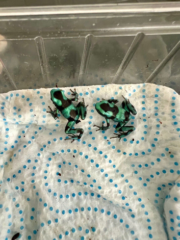 Dart froglets