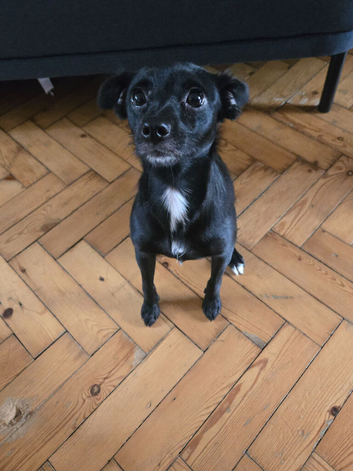 Female 11 months Jack and ChoCho mixbreed