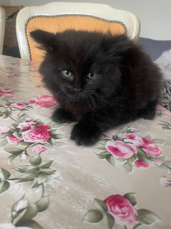 British Longhair cross