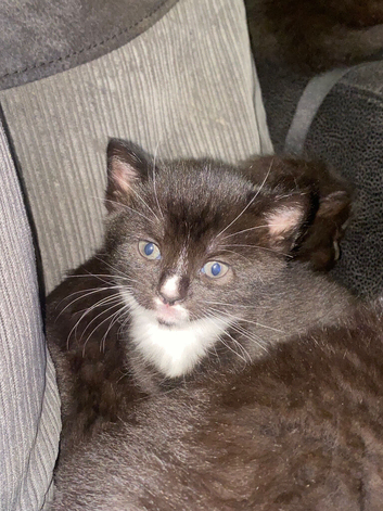 Kittens