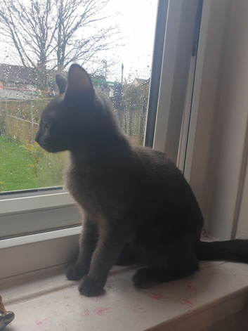 Maine coon cross blue Russian 5 months old girl