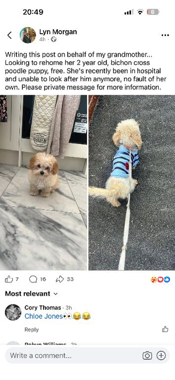 Bichon frise cross little poodle