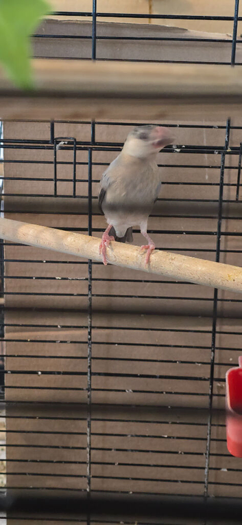 Java finch