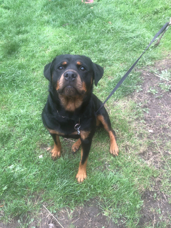 Rottweiler