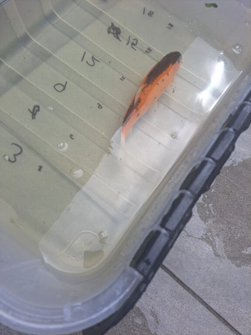 Pond closing