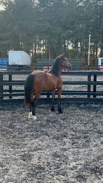 Super Yearling Colt