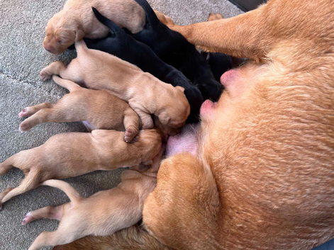 Puppy labrador