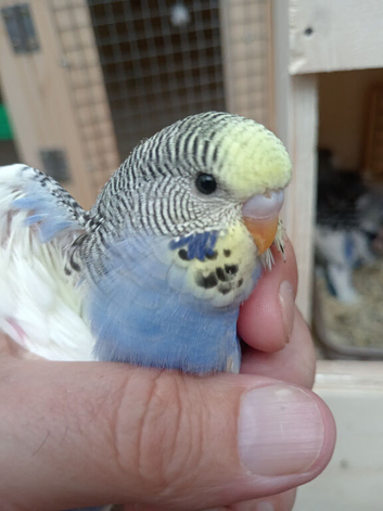 Young budgies