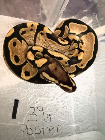 Royal pythons for sale