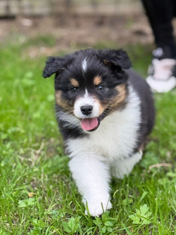 Australian Shepherd Black Tri Puppies
