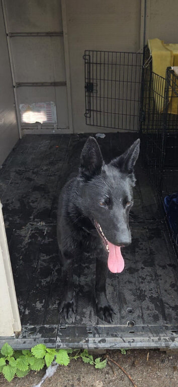 Black German shepherd