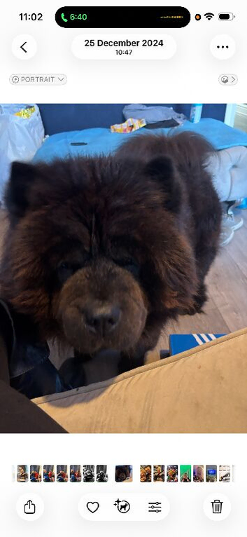 Chow chow male