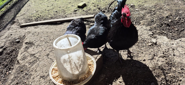 Chikens for sale