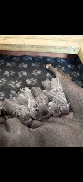 9 blue Staffordshire bull terrier puppies
