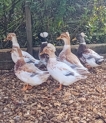 Trios Crested Miniature Appleyard Ducks aka Crested Bantam Ducks