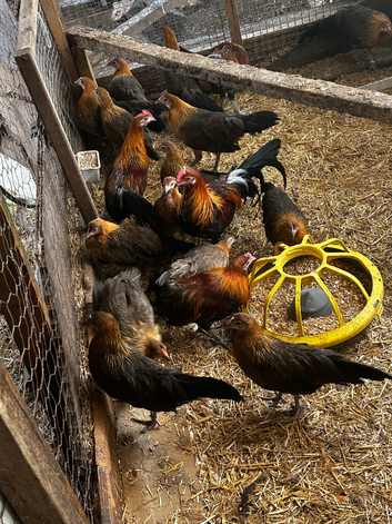 Phoenix bantams