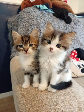 4 kittens available 2 male 2 female
