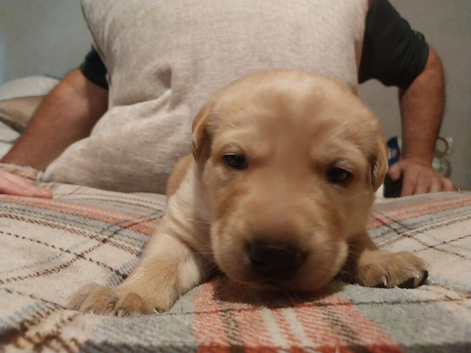 3 beautiful puppies