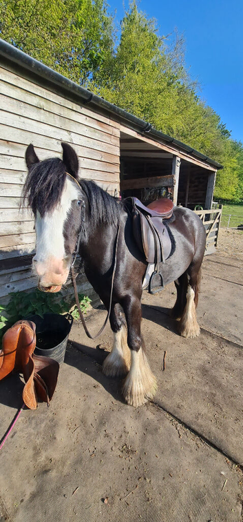 31.2 black 3yro filly