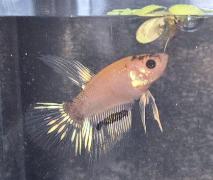 150 galexy koi bettas available