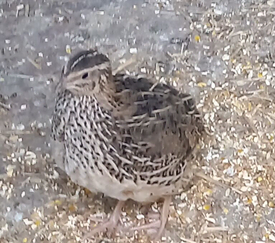 Female quail 10weeks old