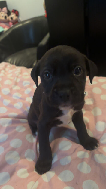 Cane corso cross puppies
