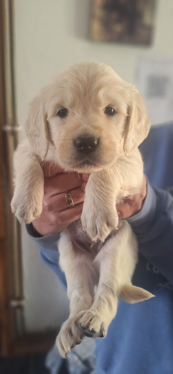 Goldies litter