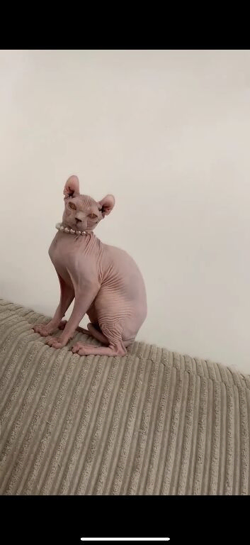 Sphynx kittens