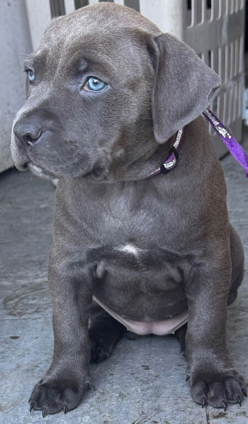 Beautiful cane corso X American bulldog pups