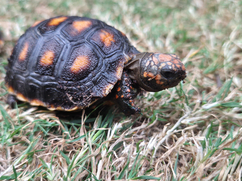 4 Baby Red Footed Tortoises