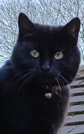 Black Female Cat