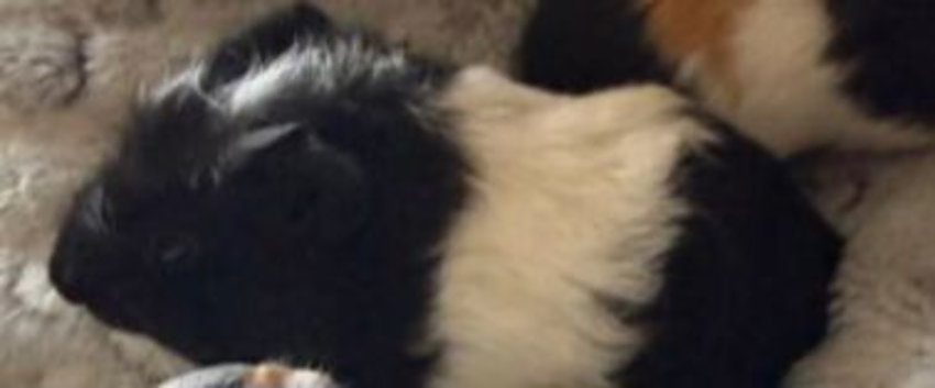 Male  ginea  pig