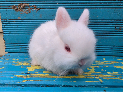 READY NOW... Baby Netherland Dwarf Buck