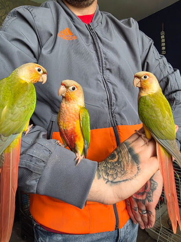 Hand reared Pineapple Conures